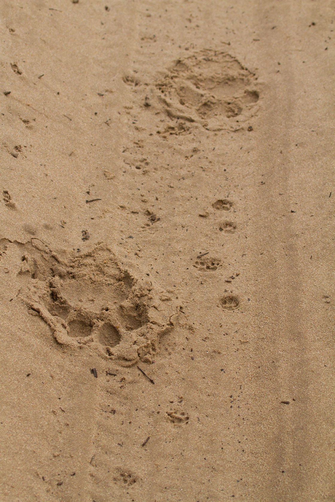 "Leopard paw prints paw prints" stock image