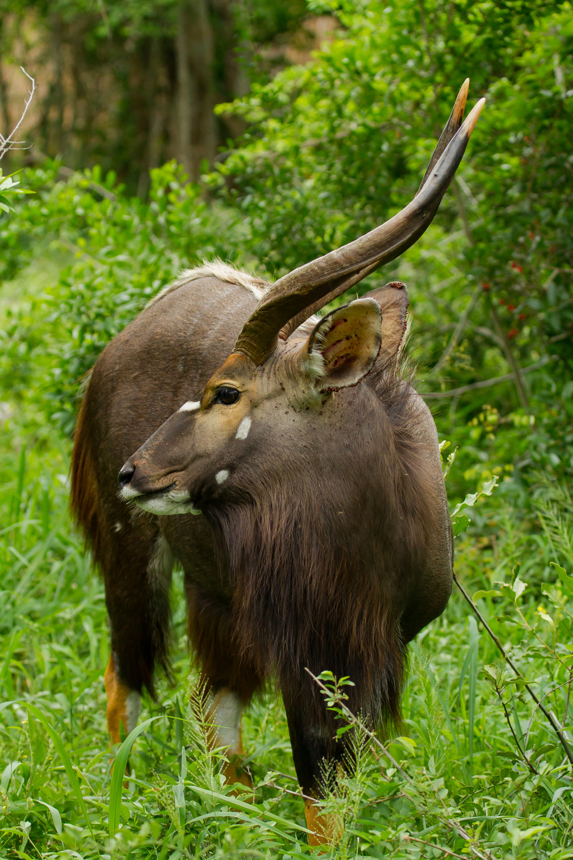 "Nyala Male" stock image