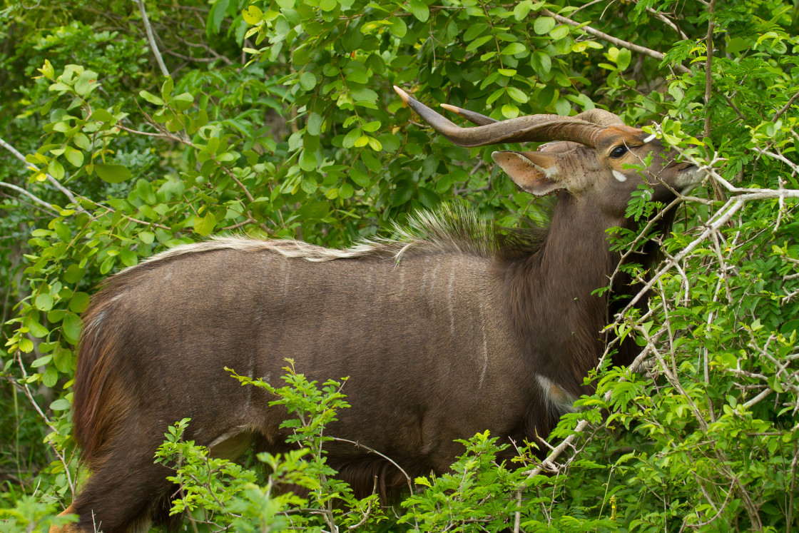 "Nyala Male" stock image