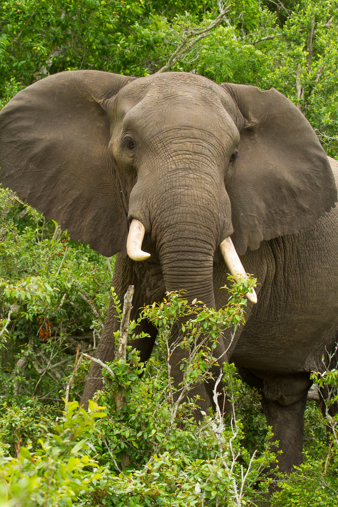 "Elephant" stock image