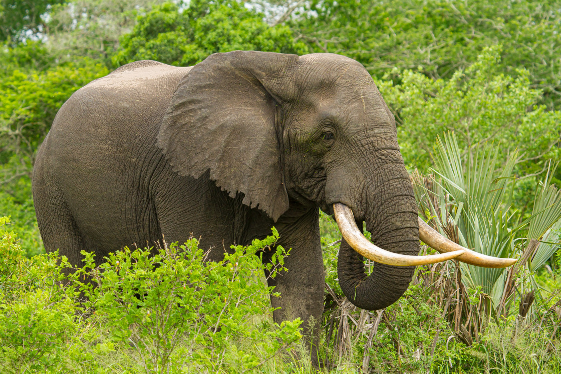 "Elephant" stock image