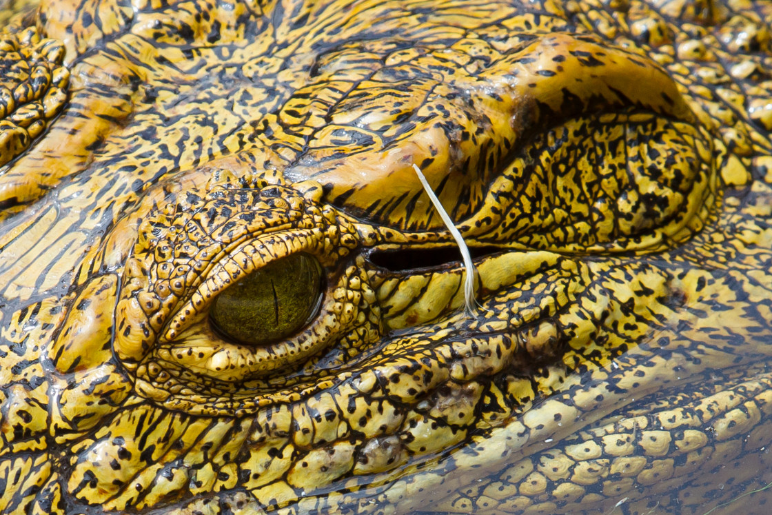 "Nile Crocodile" stock image