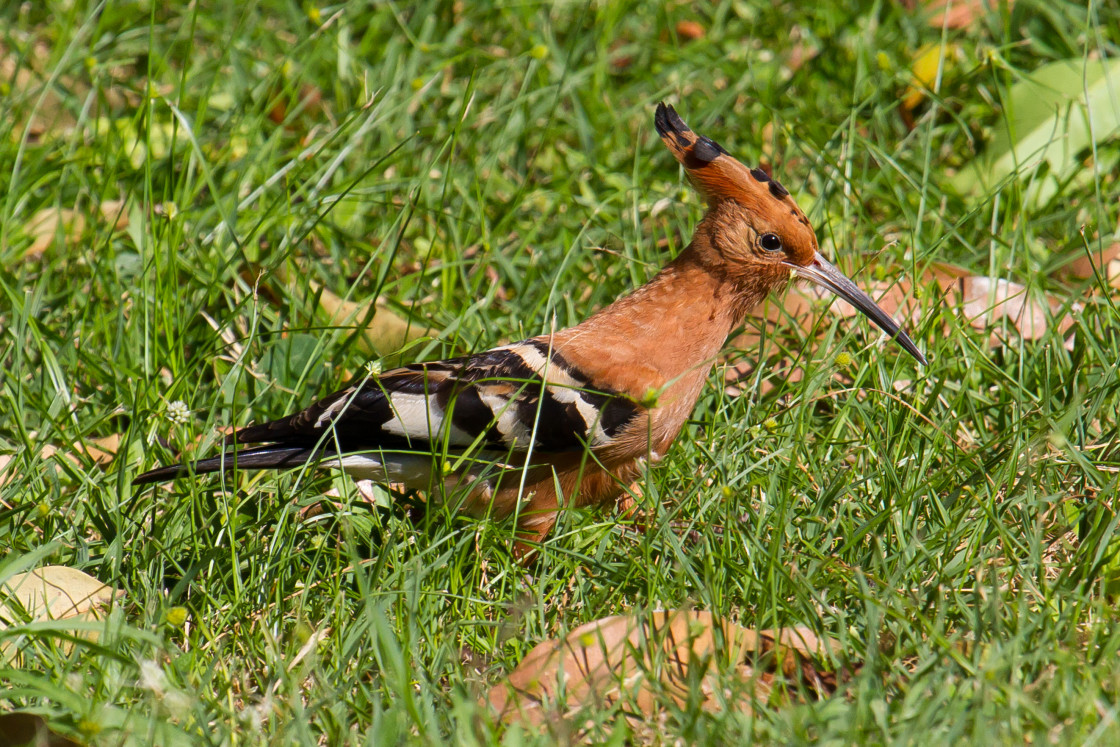 "African Hoopoe" stock image