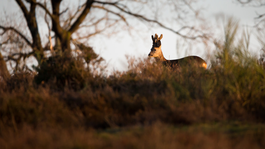 "Roebuck in Velvet" by Gordon England - $12.56 "Roebuck in Velvet" stock image