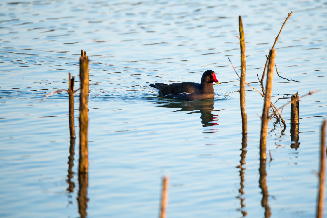 "Moorhen" by Gordon England - $12.62 "Moorhen" stock image