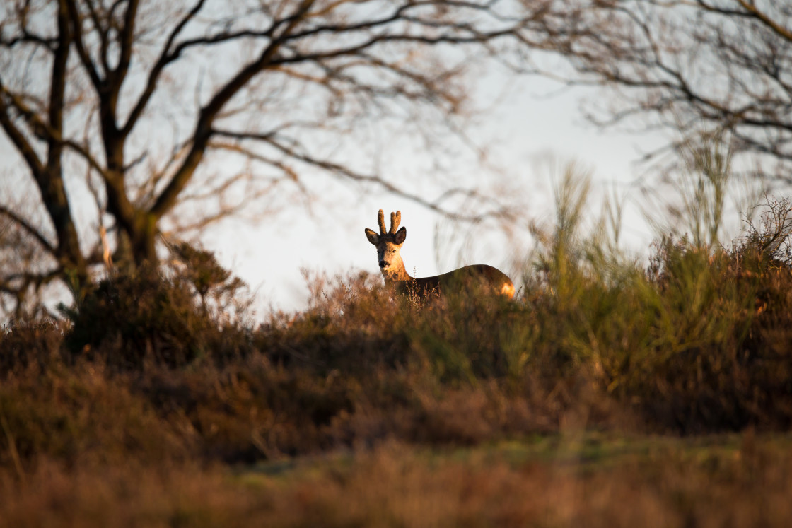 "Roebuck in Velvet" by Gordon England - $12.56 "Roebuck in Velvet" stock image