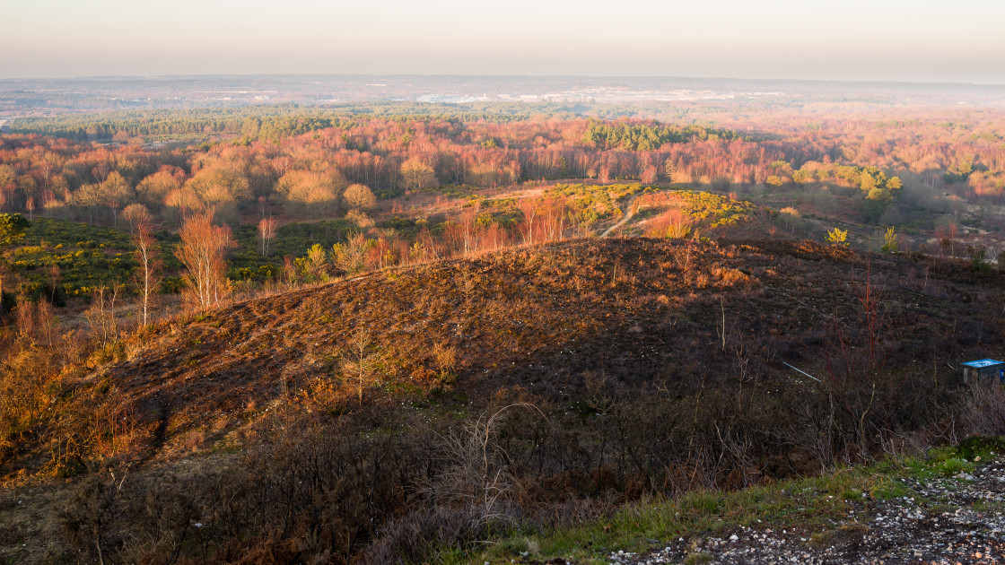 "Heathland Scene" by Gordon England - $12.63 "Heathland Scene" stock image