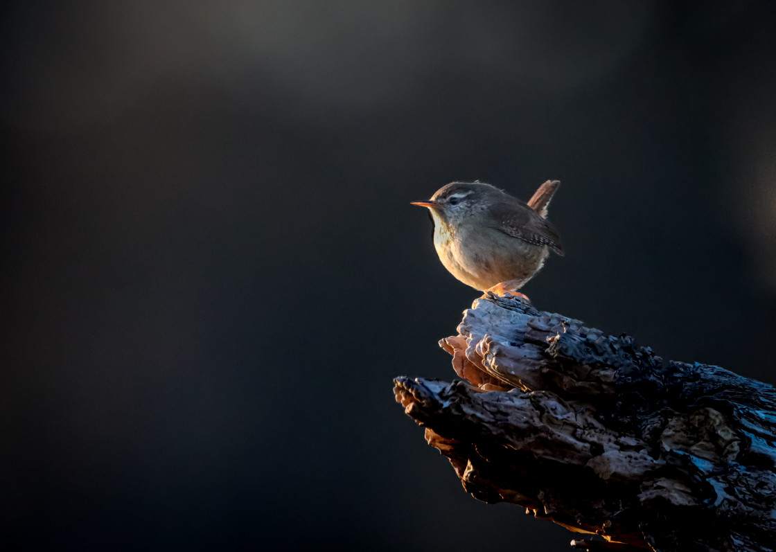 "Wren As the Sun Goes Down" stock image