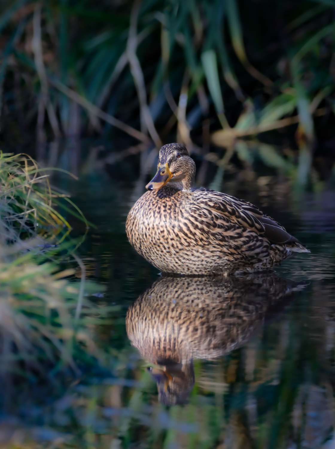 "Mallard Reflections" stock image