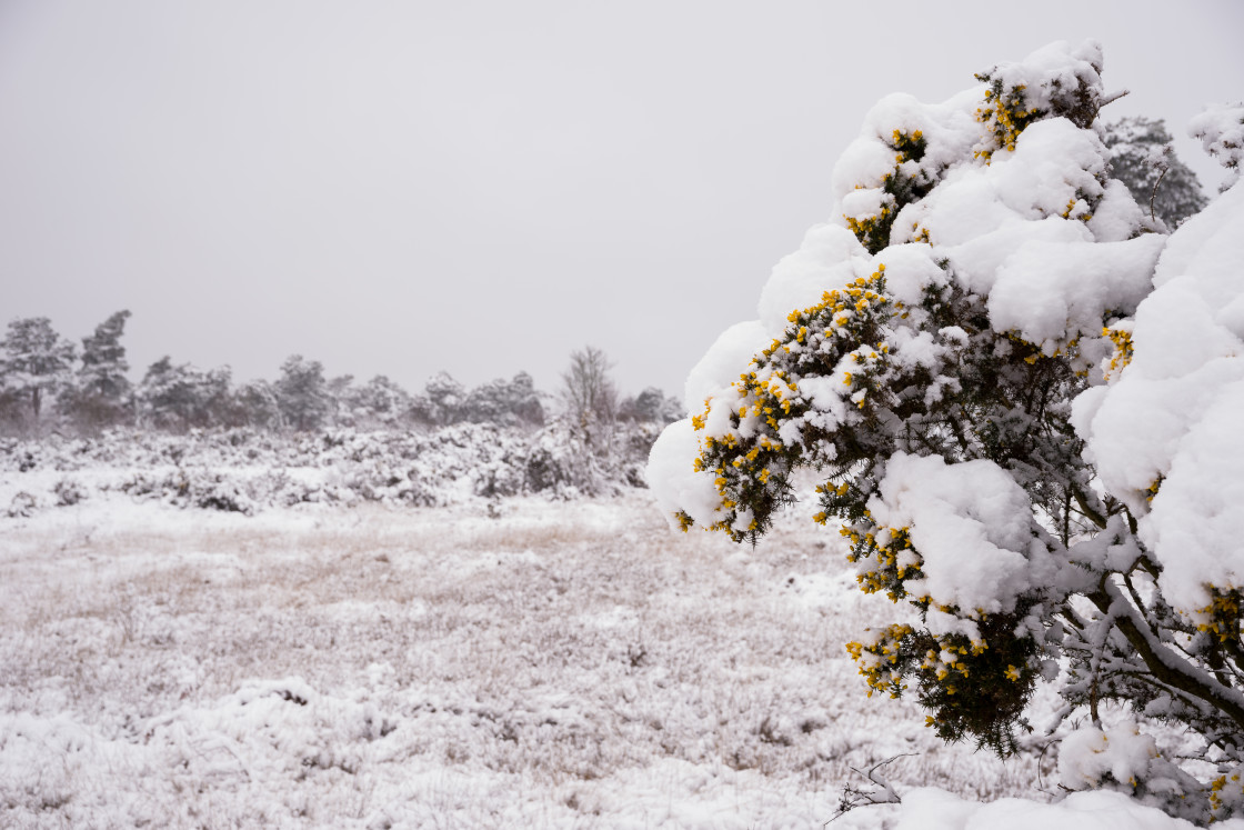 "Snow Covered Heathland Landscape" by Gordon England - $12.63 "Snow Covered Heathland Landscape" stock image