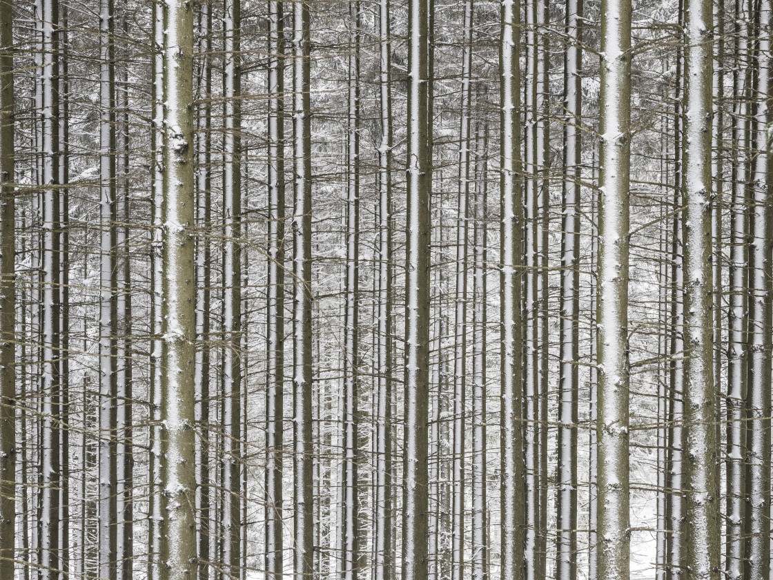 "A peaceful winter scene in Sweden featuring a snow-covered forest of wooden..." stock image