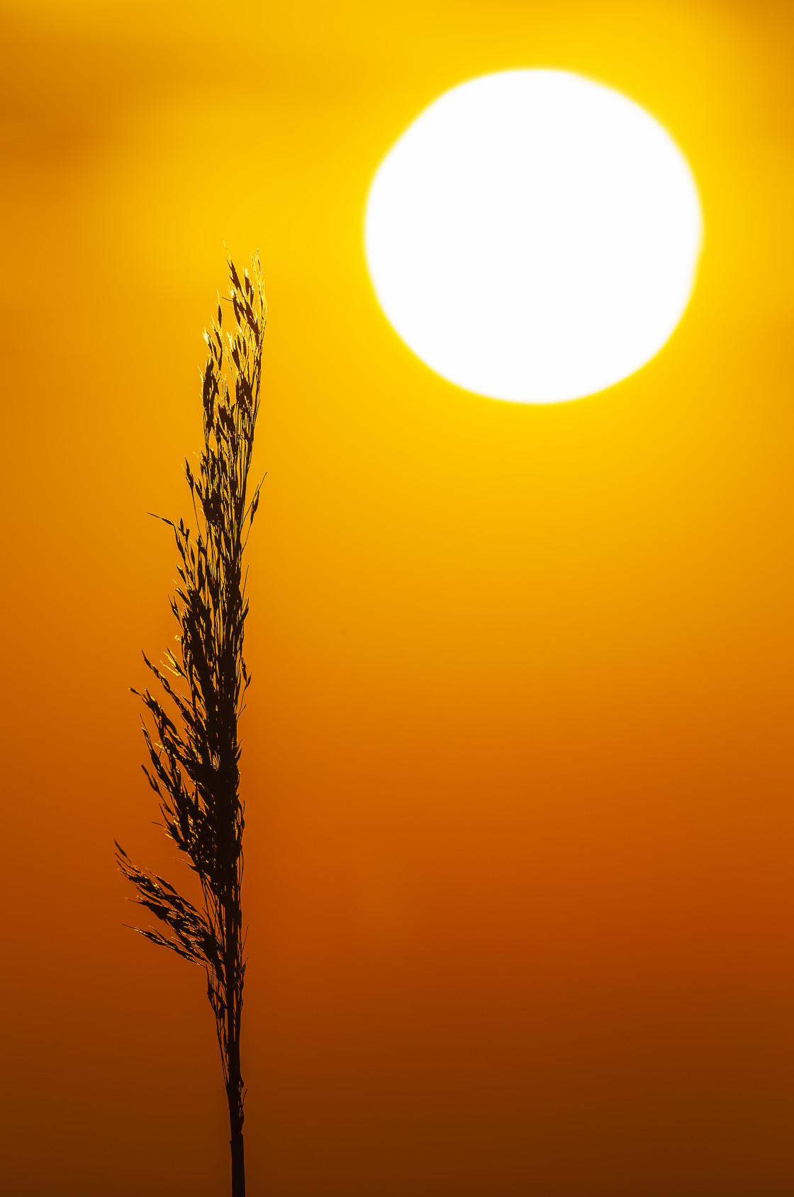 "Silhouette of straw at sunset" stock image