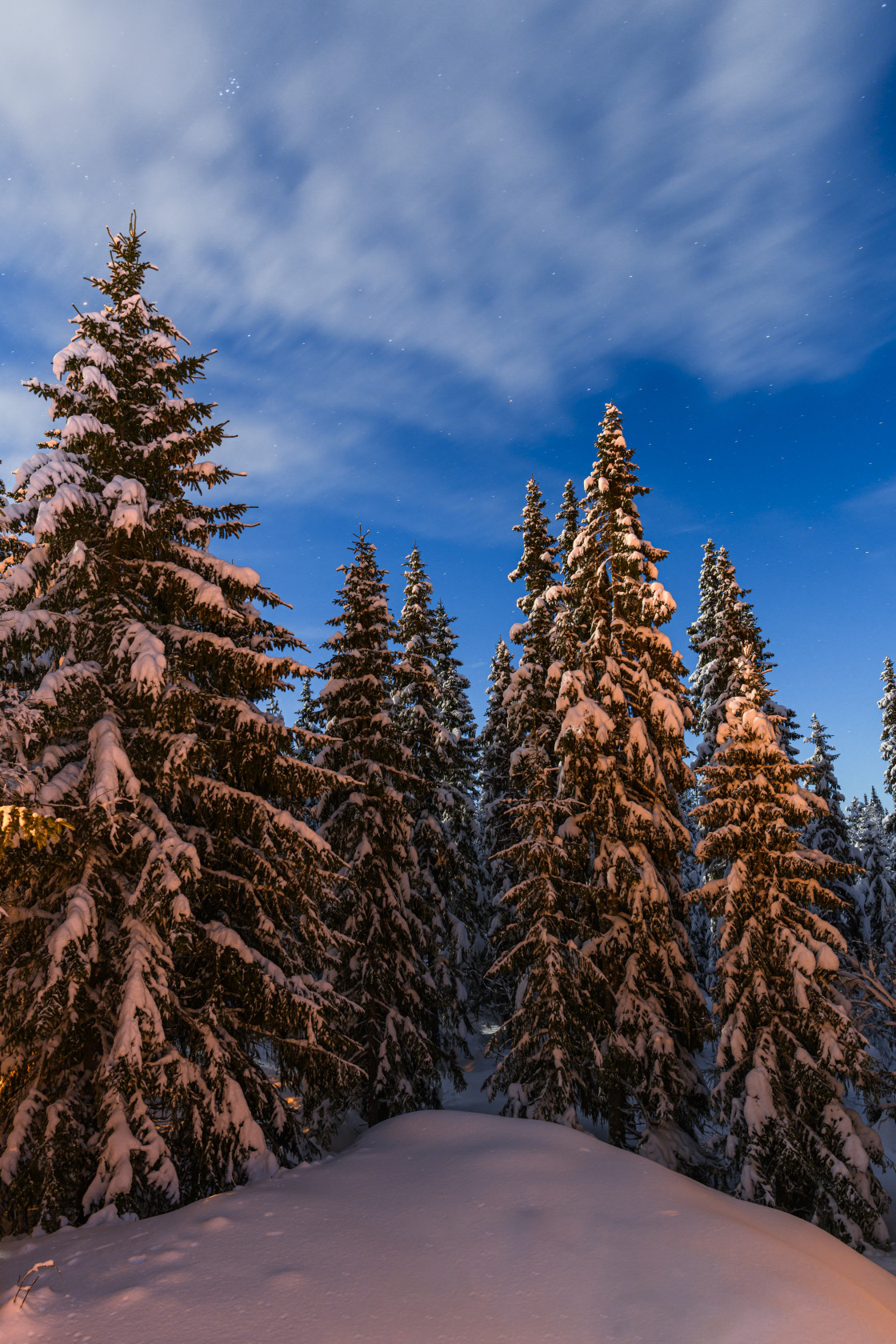 "Snowcovered trees in winter forest" stock image