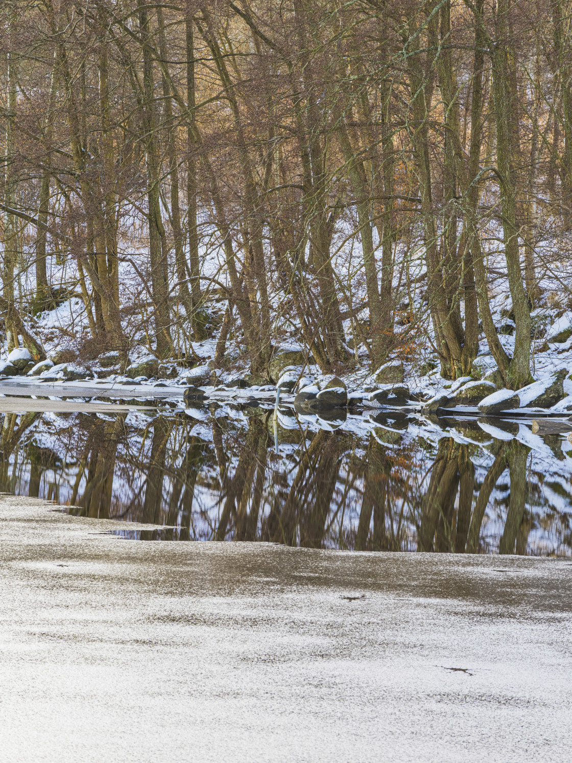 "Trees reflected in lake" stock image