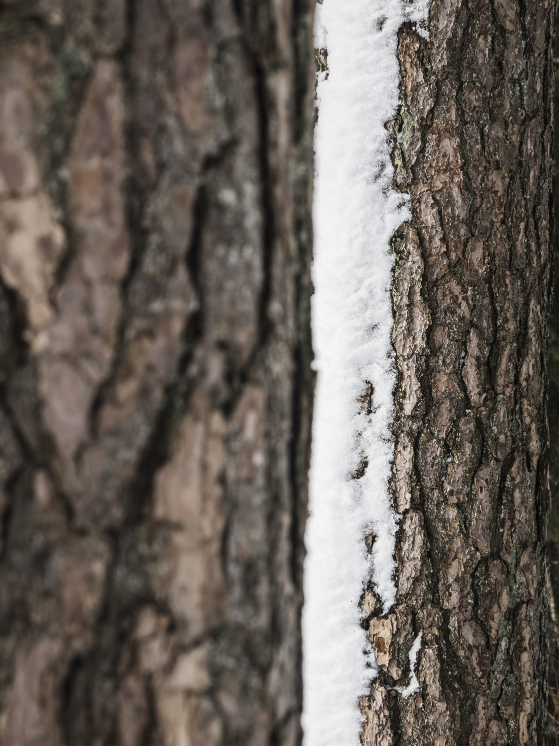 "Textured Bark of a Snowy Tree" stock image