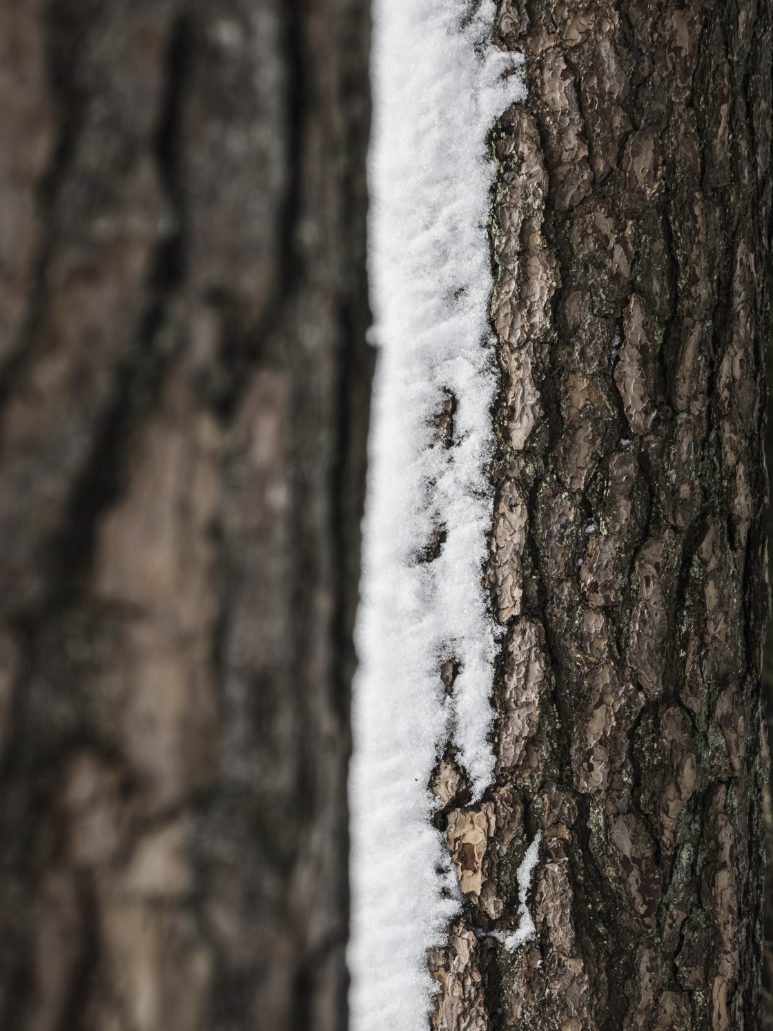 "Textured Bark of a Snowy Tree" stock image