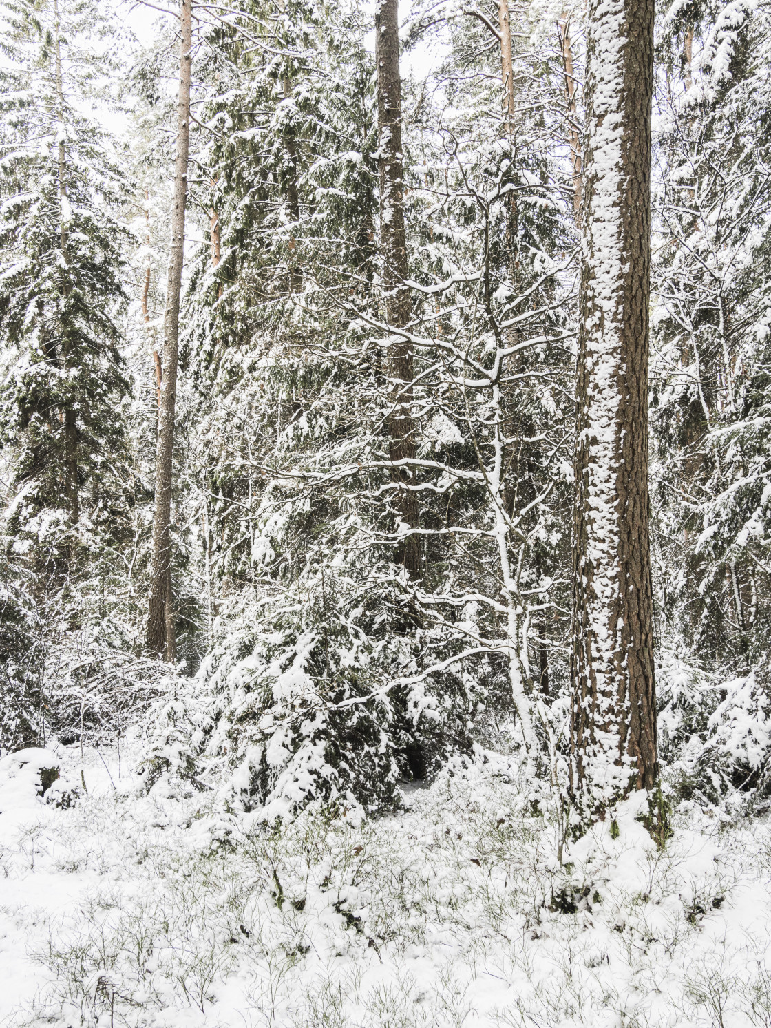 "A Tranquil Winter Wonderland in Sweden." stock image