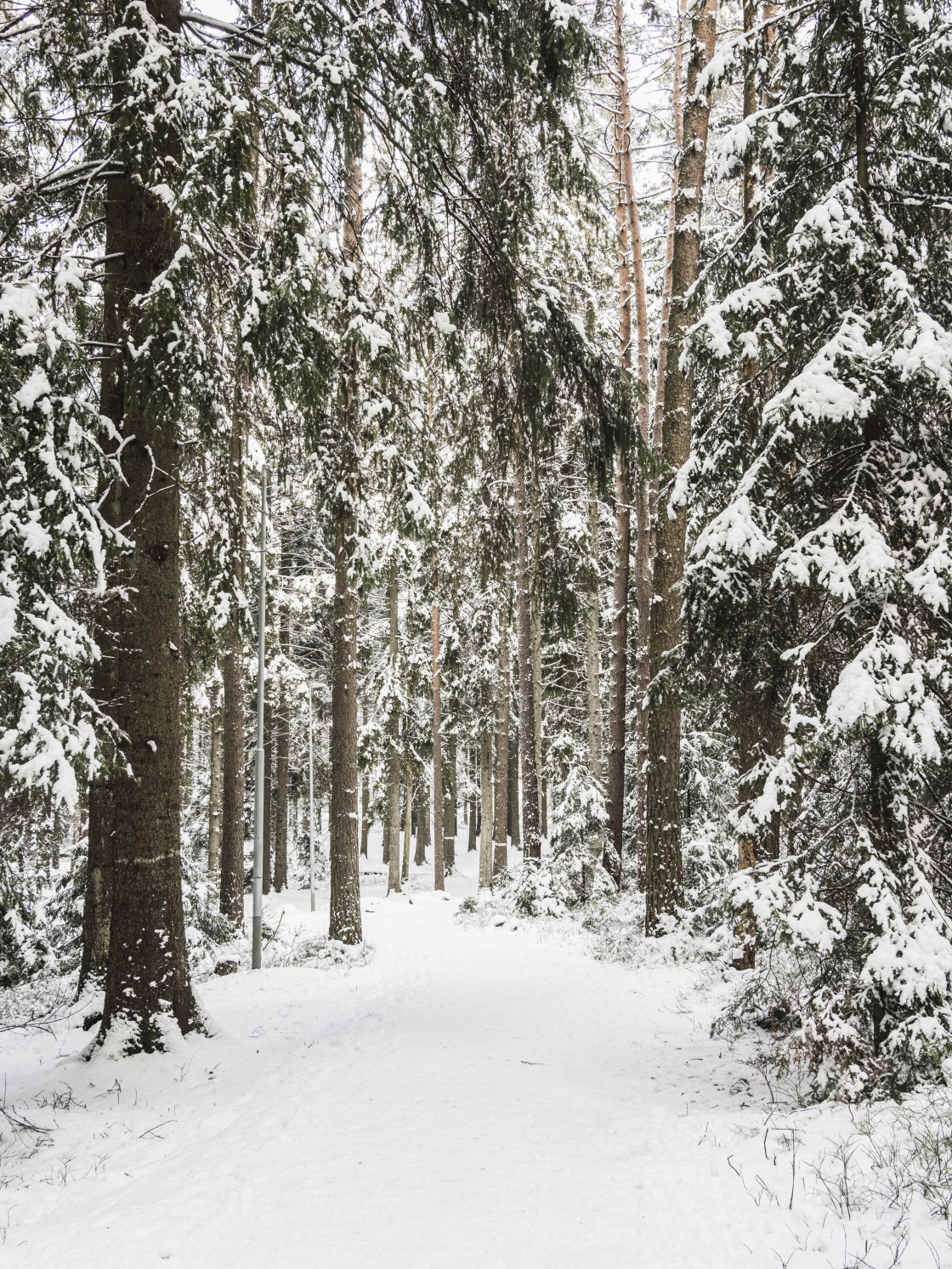 "A Tranquil Winter Wonderland in Sweden." stock image