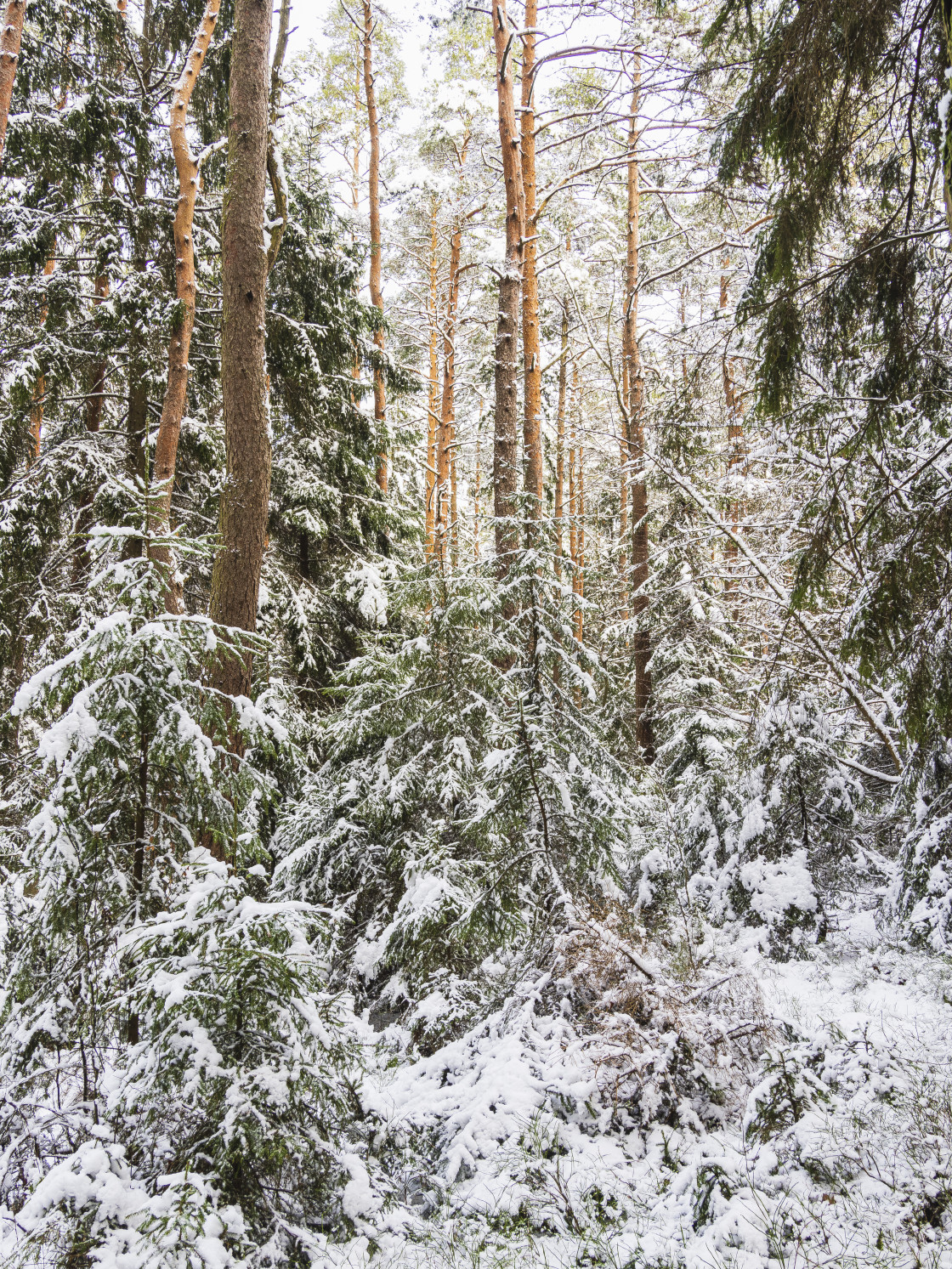 "A Tranquil Winter Wonderland in Sweden." stock image