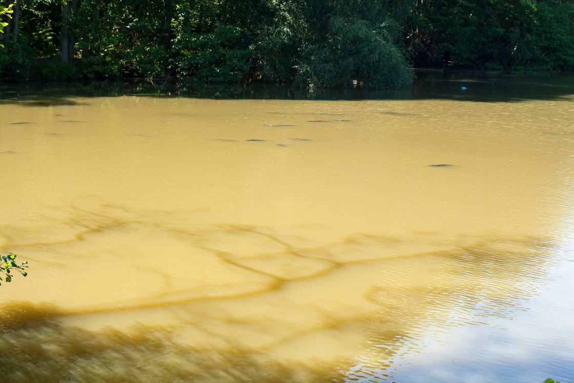 "Carp in Murky Pond" stock image