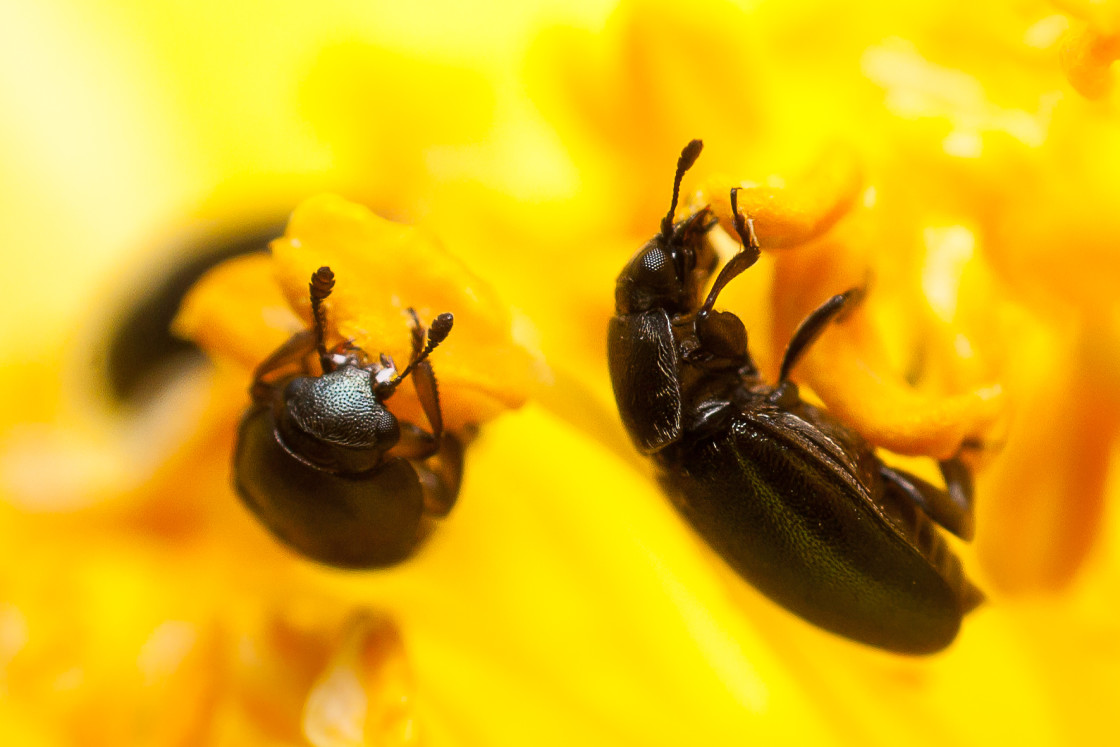 "Tiny Pollen Beetle" by Gordon England - $12.62 "Tiny Pollen Beetle" stock image