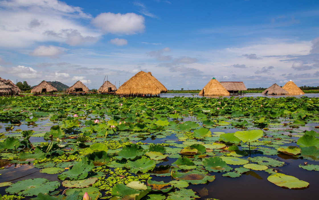 "Vegetation at Tonle Sap Lake near Siem Reap and the Angkor Park in Cambodia" stock image