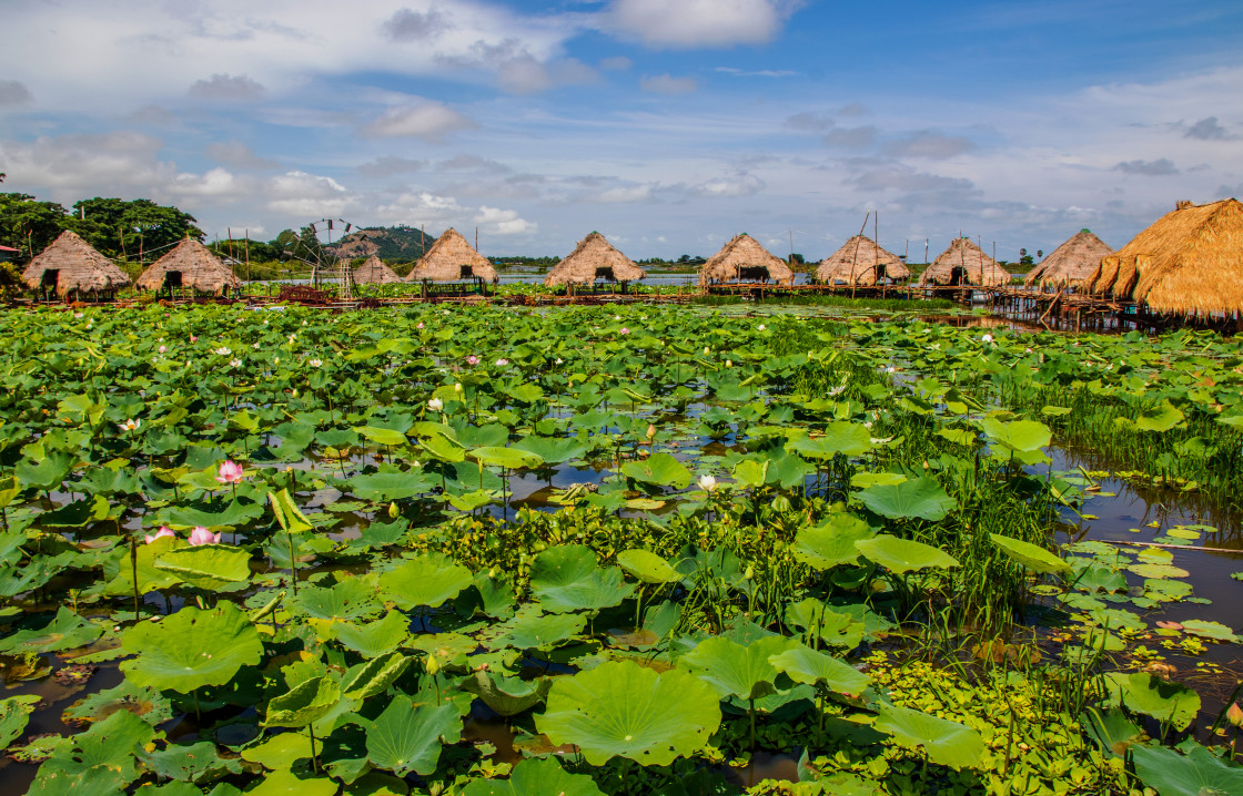 "Vegetation at Tonle Sap Lake near Siem Reap and the Angkor Park in Cambodia" stock image