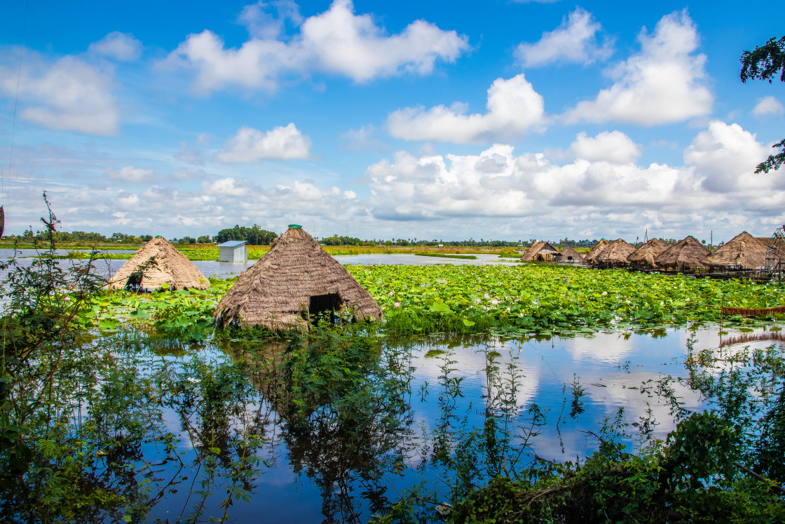 "Vegetation at Tonle Sap Lake near Siem Reap and the Angkor Park in Cambodia" stock image