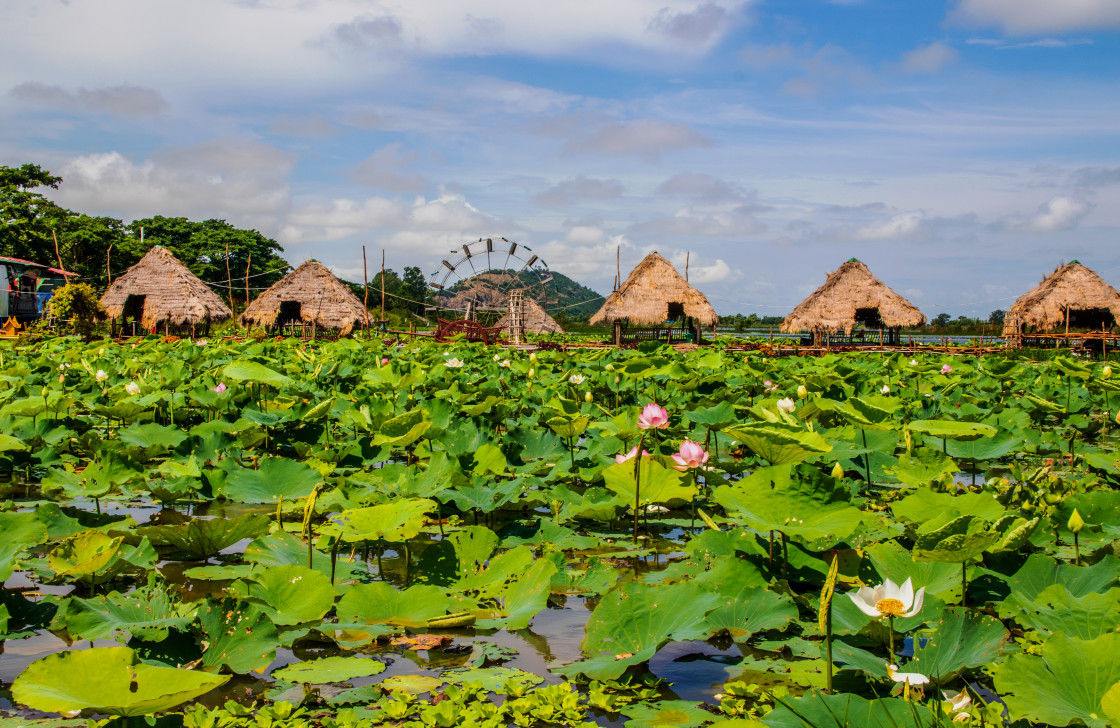 "Vegetation at Tonle Sap Lake near Siem Reap and the Angkor Park in Cambodia" stock image