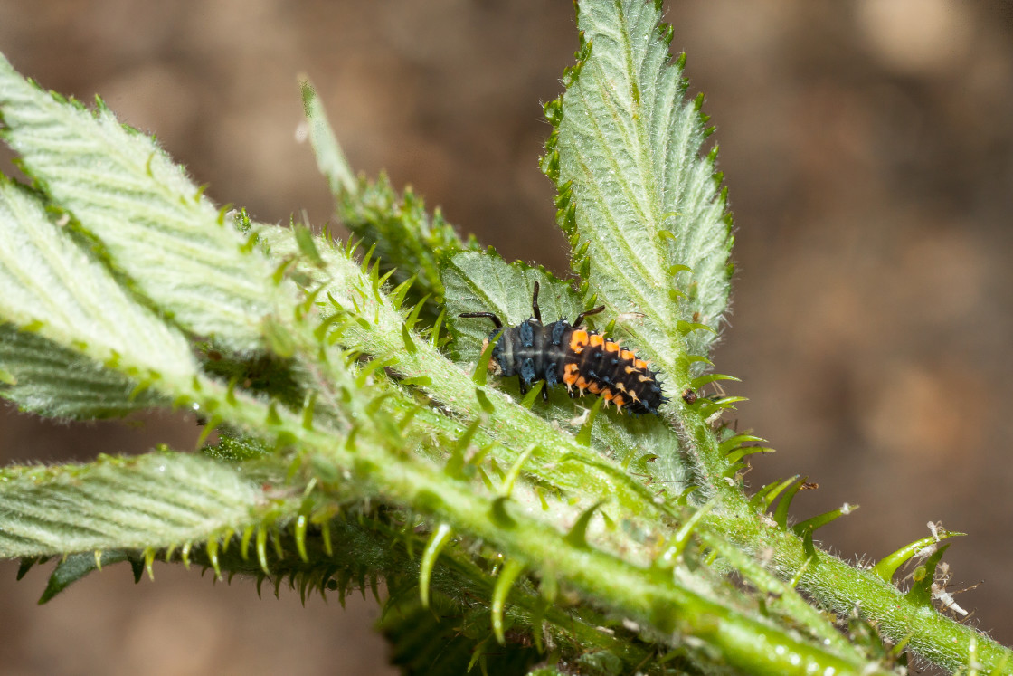 "Harlequin Ladybird Larva" stock image