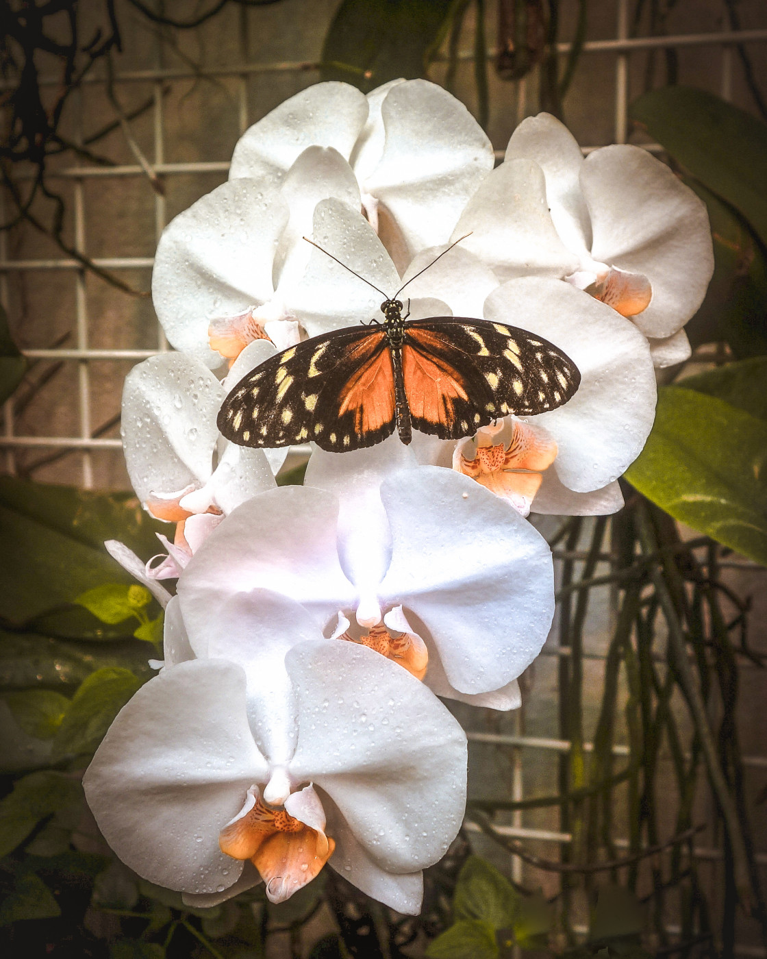 "Butterfly with Orchids" stock image