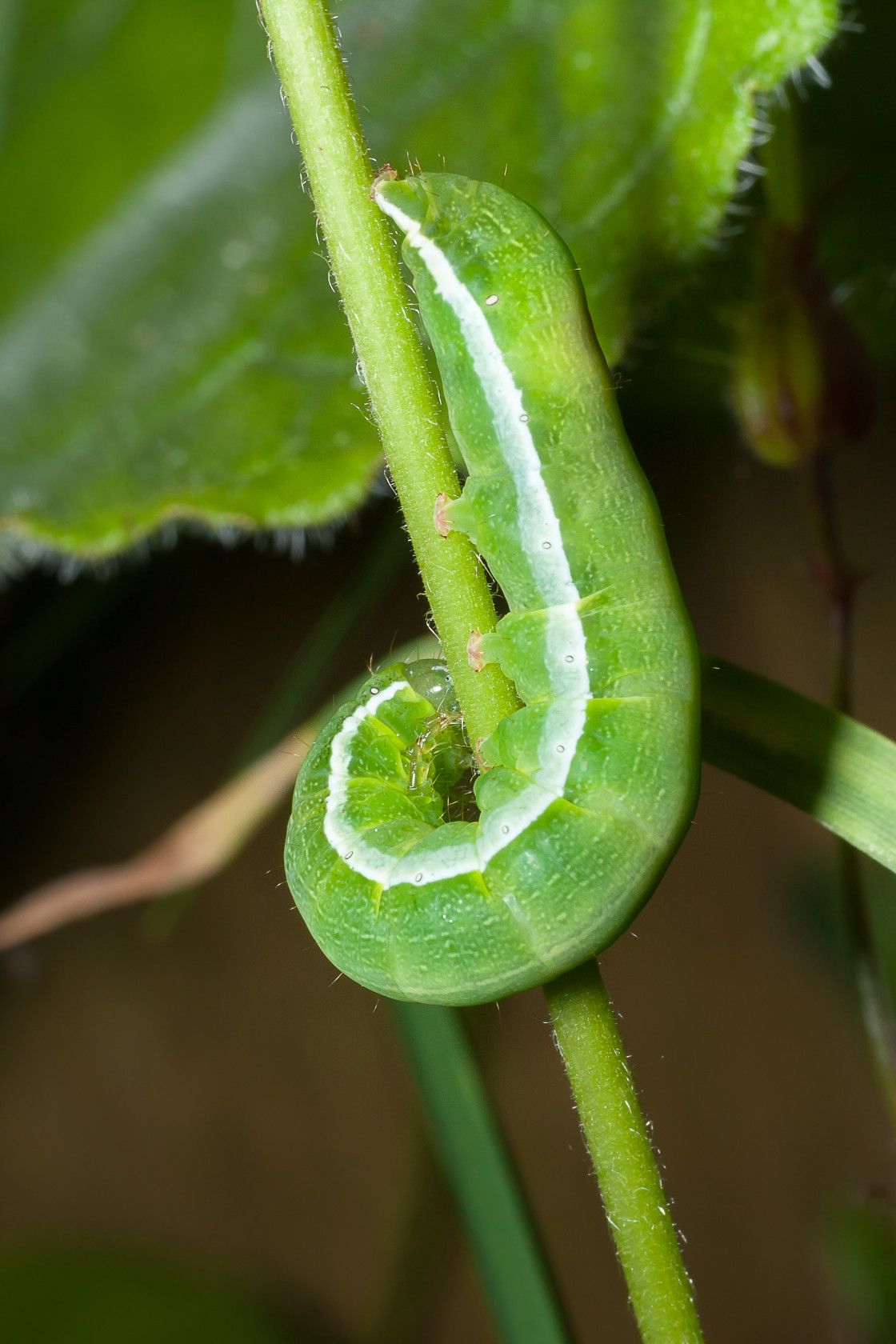 "Angle Shades Moth Caterpillar" by Gordon England - $12.59 "Angle Shades Moth Caterpillar" stock image
