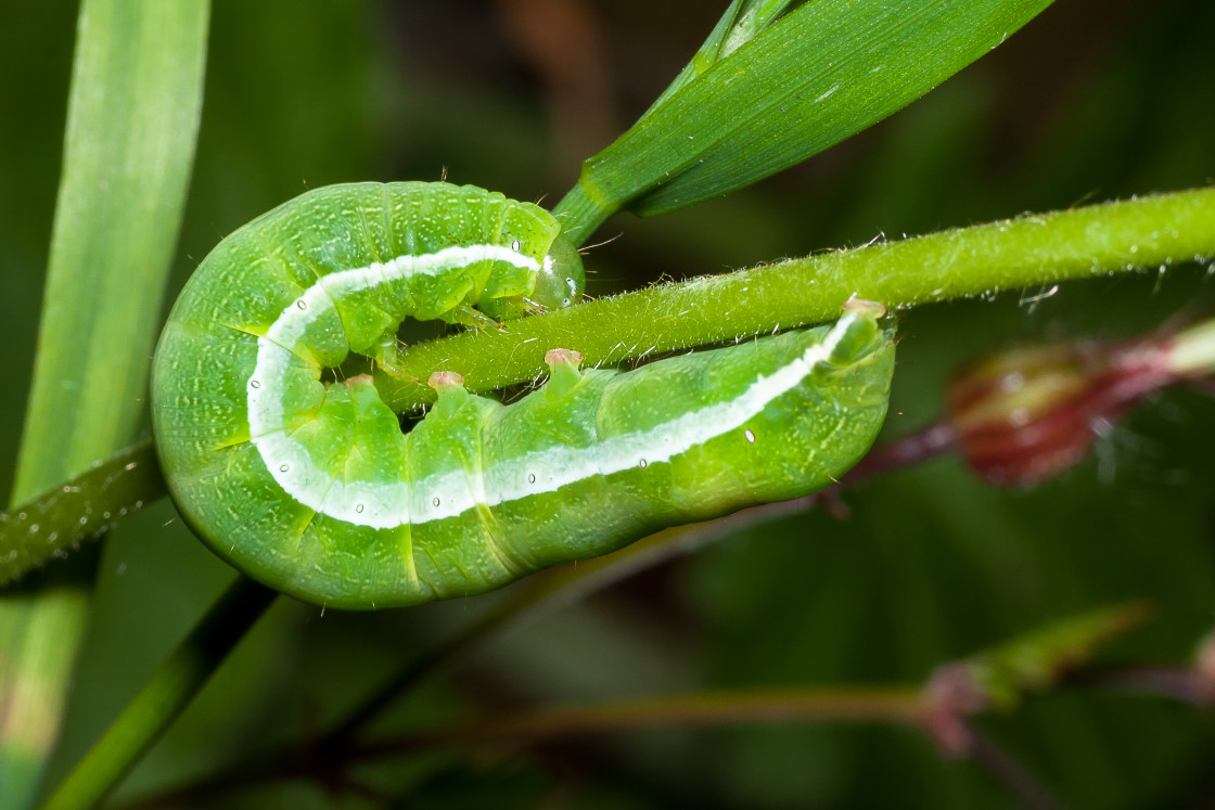 "Angle Shades Moth Caterpillar" by Gordon England - $12.59 "Angle Shades Moth Caterpillar" stock image