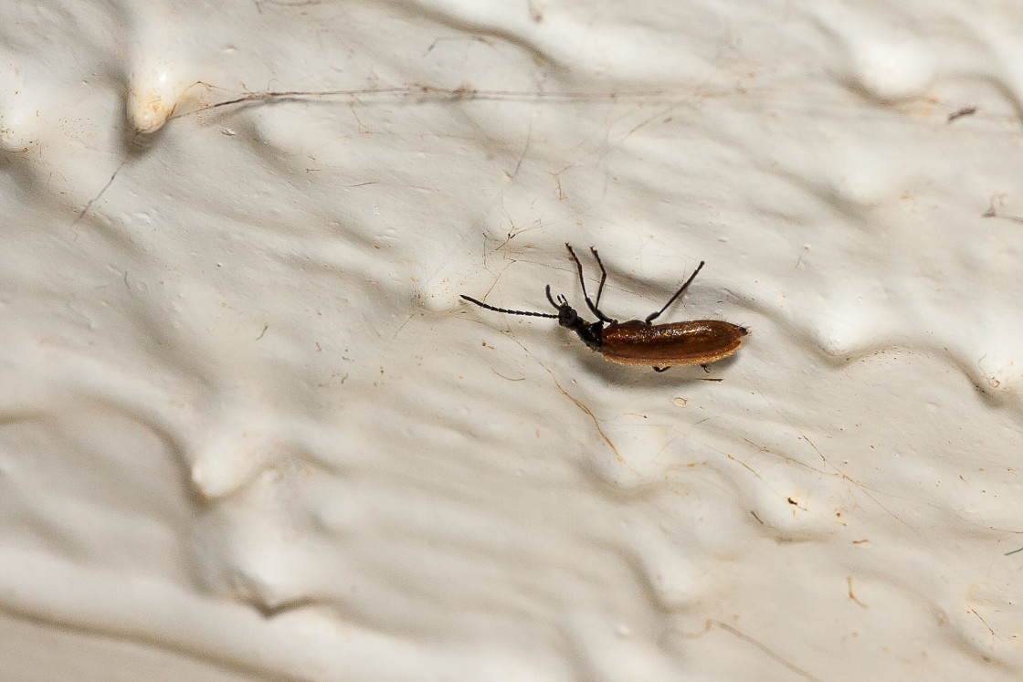 "Rough-Haired Lagria Beetle" by Gordon England - $12.55 "Rough-Haired Lagria Beetle" stock image
