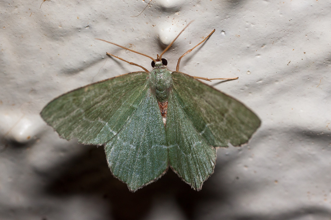 "Common Emerald Moth" by Gordon England - $12.59 "Common Emerald Moth" stock image