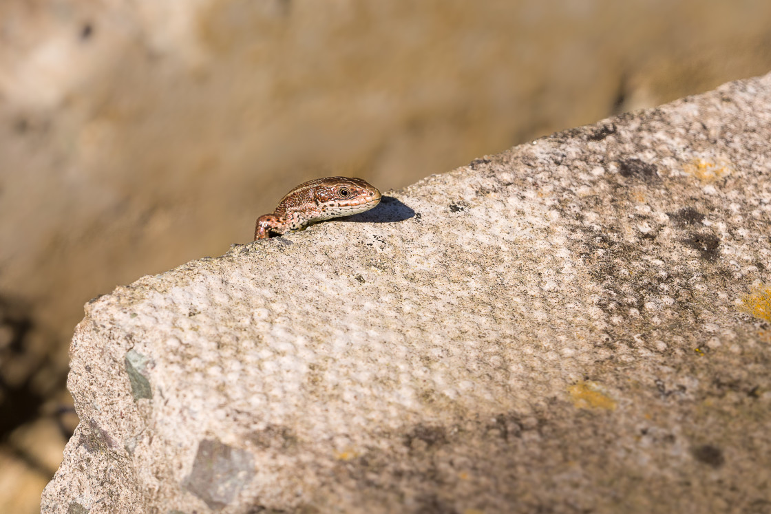 "Lizard Peekaboo" stock image