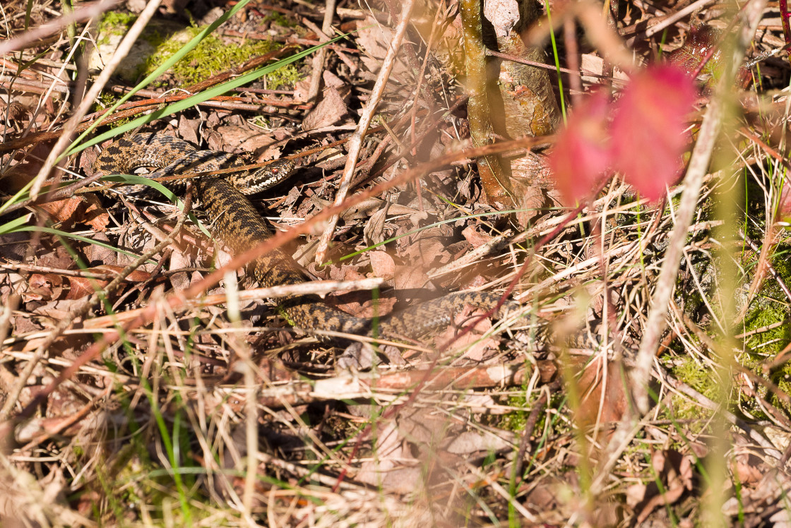 "Adder Snake" by Gordon England - $12.56 "Adder Snake" stock image