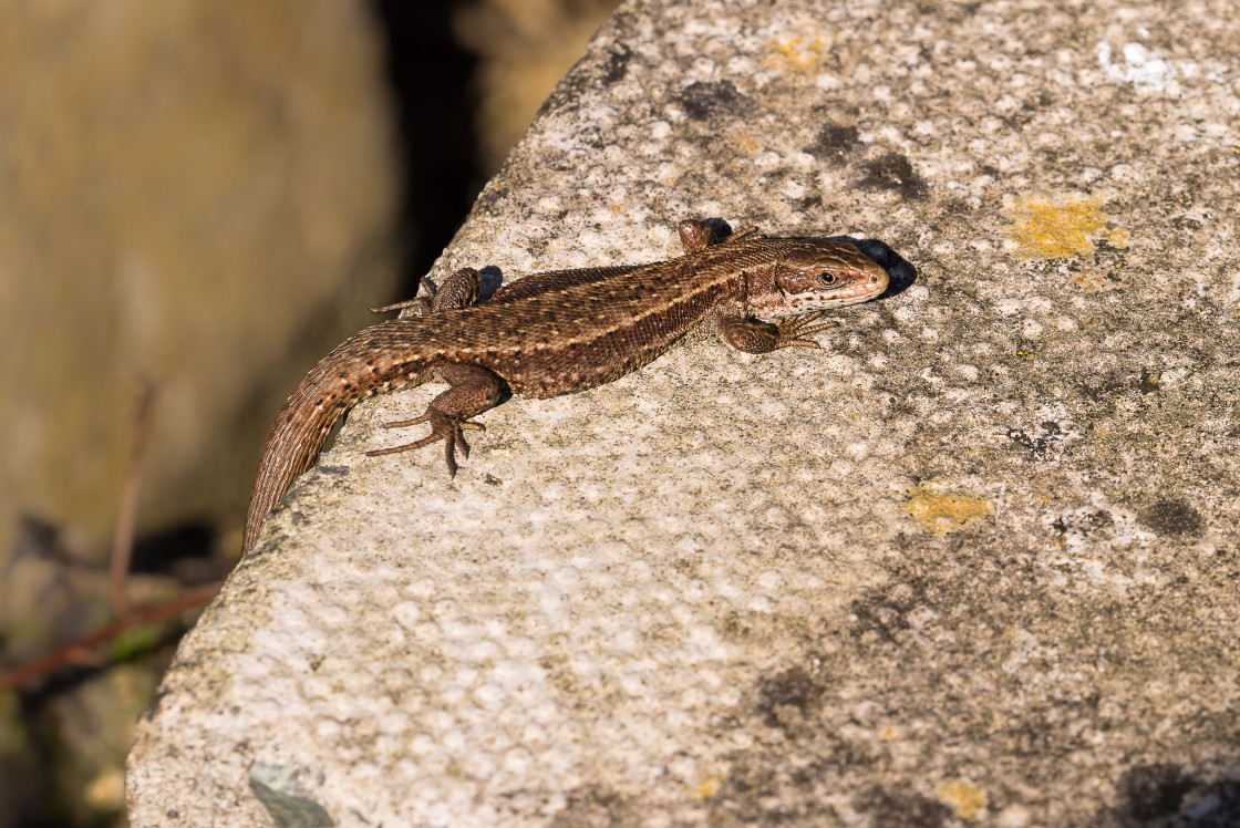 "Viviparous Lizard" stock image