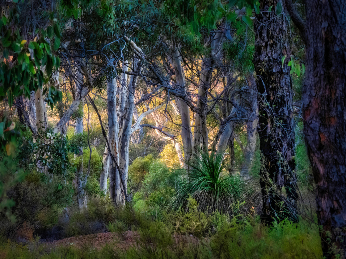 "Bushland Glow" stock image