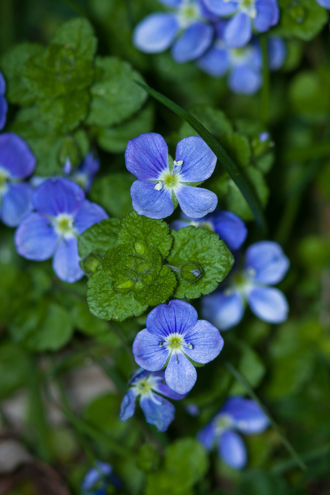 "Germander Speedwell" by Gordon England - $12.69 "Germander Speedwell" stock image