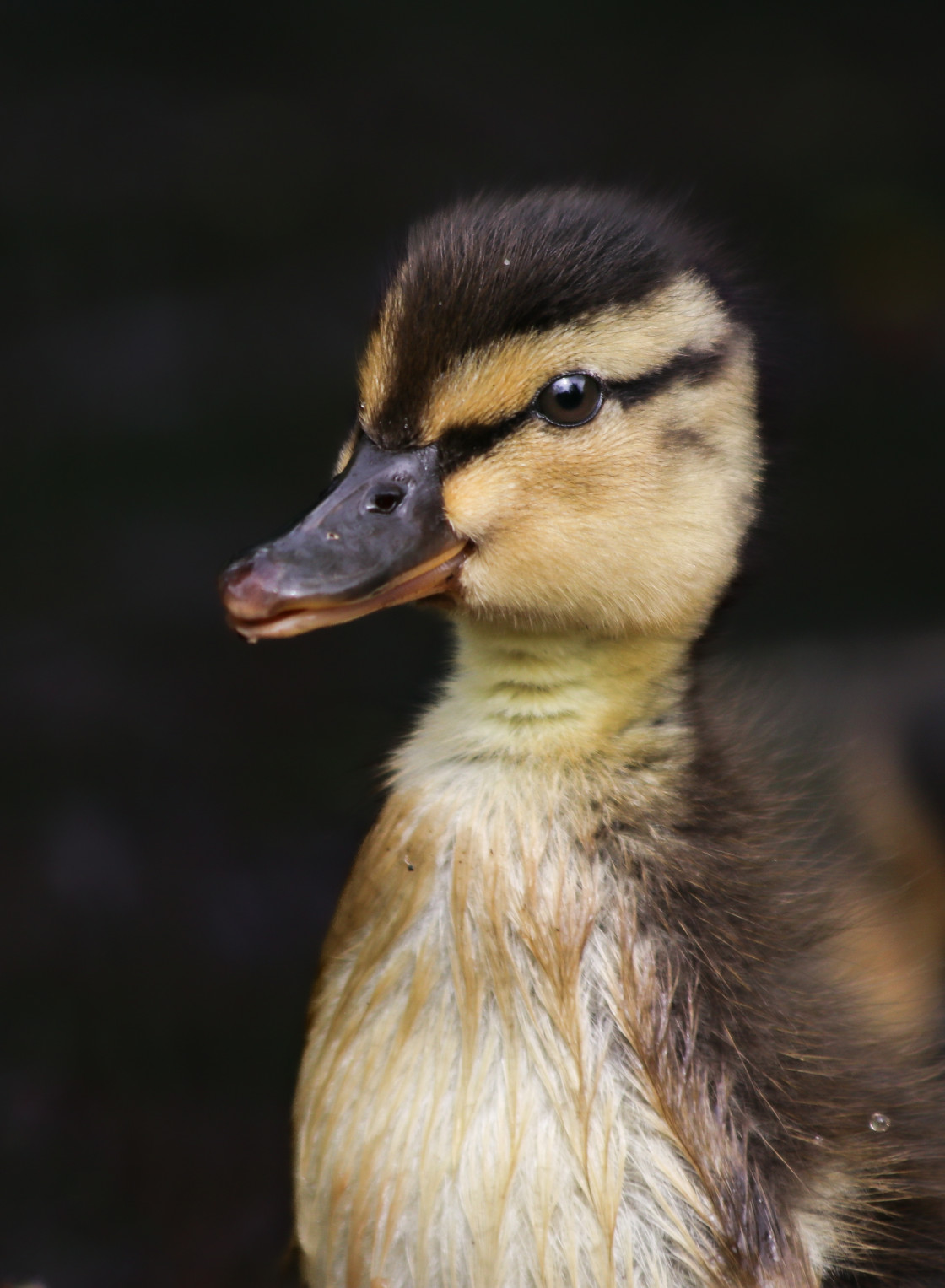 "Mallard Duckling" stock image