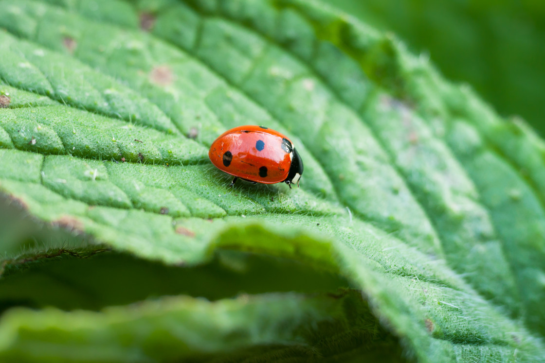 "Seven Spot Ladybird" by Gordon England - $12.55 "Seven Spot Ladybird" stock image