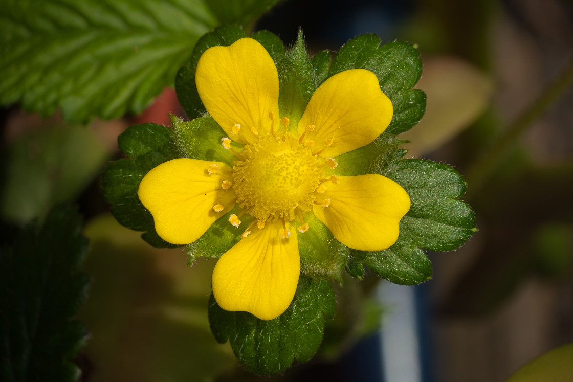 "Mock Strawberry Yellow Flower" by Gordon England - $12.69 "Mock Strawberry Yellow Flower" stock image