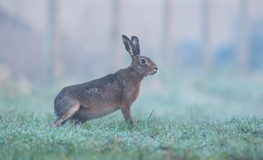 "Brown Hare in the frost and mist" stock image