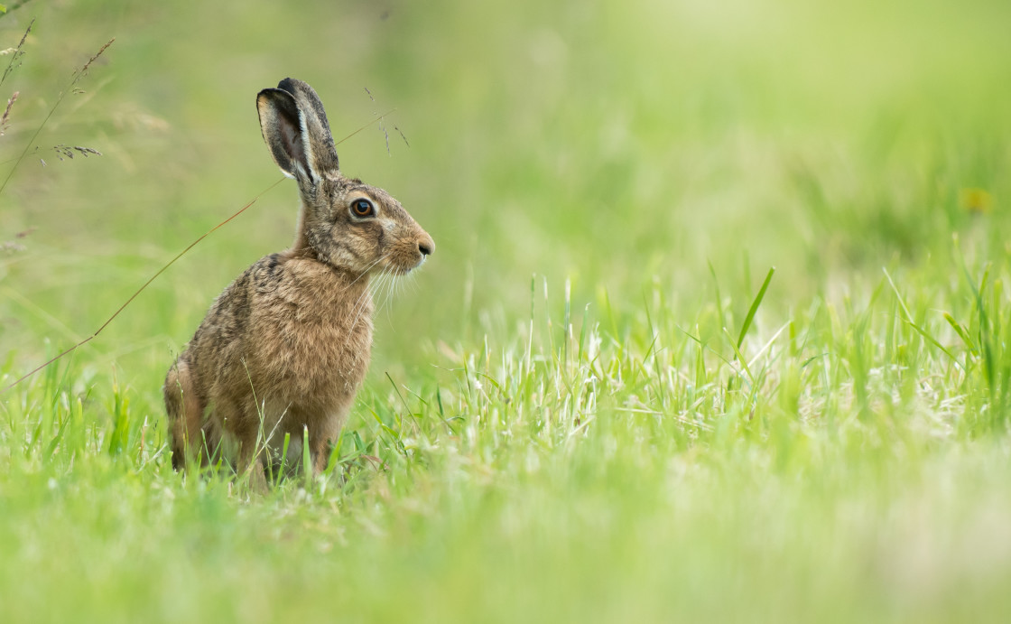 "Brown Hare" stock image