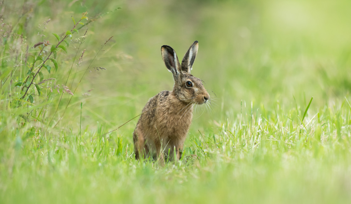 "Brown Hare" stock image