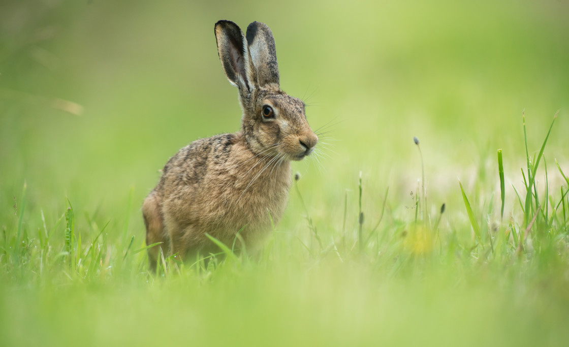 "Brown Hare" stock image