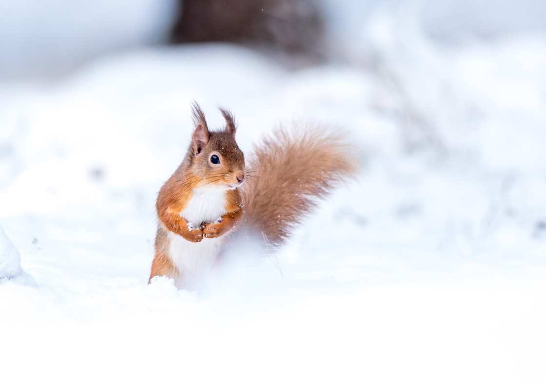 "Red Squirrel - bushy tail" stock image