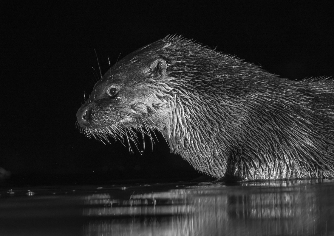 "Otter close up" stock image