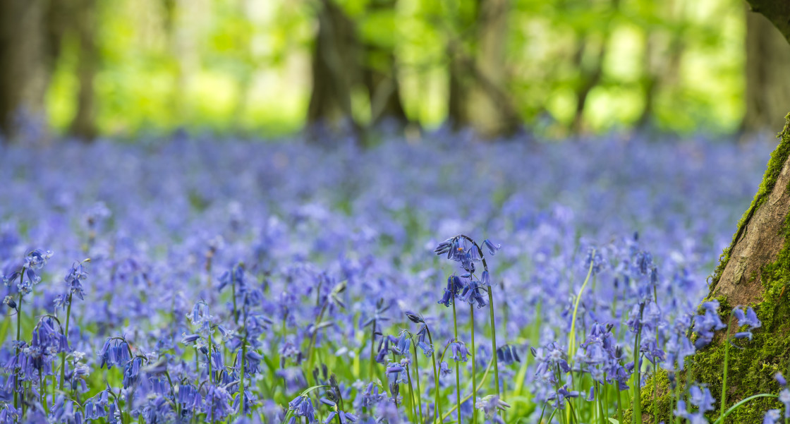 "Bluebells" stock image